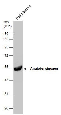 Angiotensinogen antibody [N1C3]