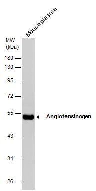 Angiotensinogen antibody [N1C3]
