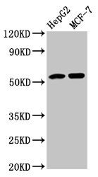 AGT Antibody