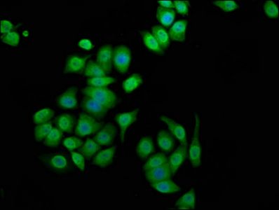 ANK3 Antibody