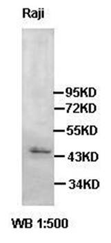 Cannabinoid receptor 2 Rabbit Polyclonal Antibody