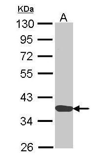 Annexin A1 antibody