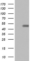 Annexin A1 Antibody