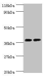 ANXA2 Antibody
