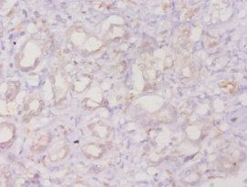 ANXA3 Antibody