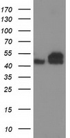 ANXA3 Antibody
