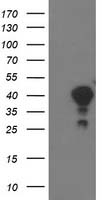 ANXA3 Antibody