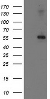 ANXA3 Antibody