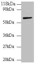 ANXA6 Antibody