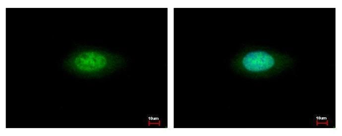 Annexin VII Rabbit Polyclonal Antibody