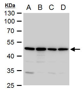 Annexin VII Rabbit Polyclonal Antibody
