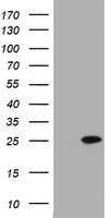 Annexin VII Antibody