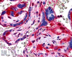 Goat anti-Annexin A11 Antibody