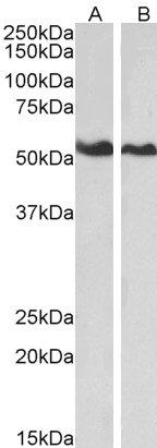 Goat anti-Annexin A11 Antibody
