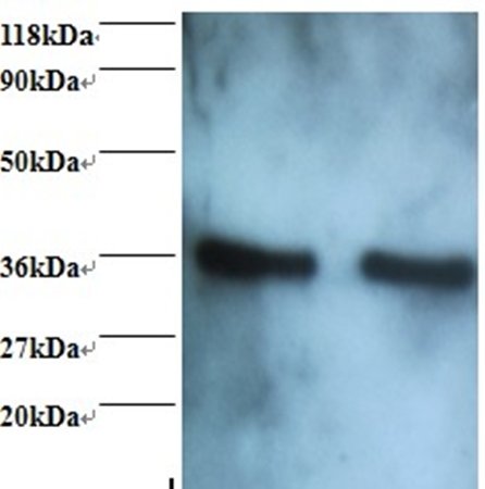 ANXA5 Antibody (Biotin)