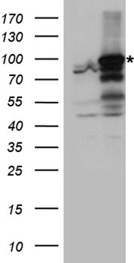 ANR52 Antibody