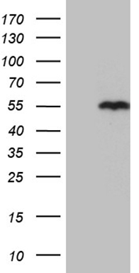 AZIN1 Antibody