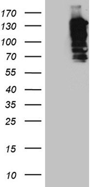 AZIN1 Antibody