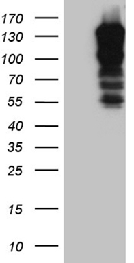 AZIN1 Antibody