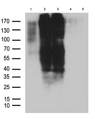AZIN1 Antibody