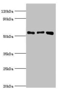 ANXA11 Antibody
