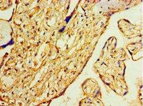 ANXA2 Antibody