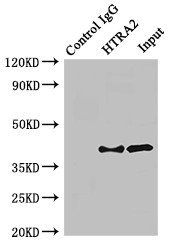 ANXA2 Antibody