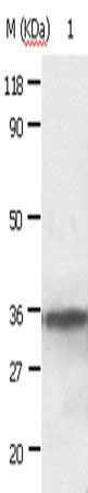 ANXA2 Antibody