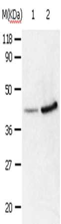 ANXA2 Antibody