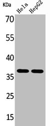 ANXA2 Antibody