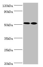 ANXA7 Antibody