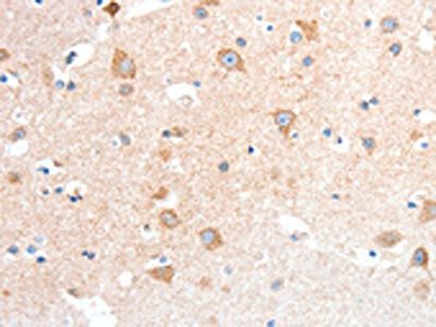 ANXA8 Antibody