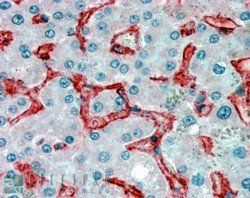 AOC3 Antibody