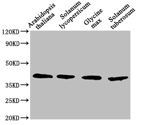 AOX1A Antibody