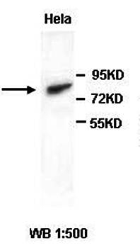AP1G1 Rabbit Polyclonal Antibody