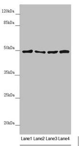 AP1M1 Antibody