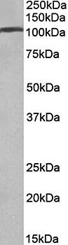 AP2A1 (aa706-727) Antibody