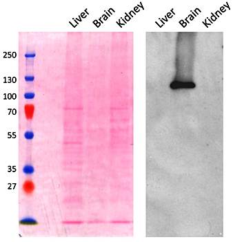 AP2A1 (aa706-727) Antibody