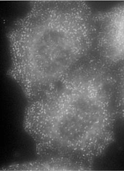 AP2A1 (aa706-727) Antibody