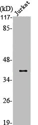 APAF1 Antibody