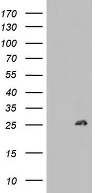 APEX1 Antibody
