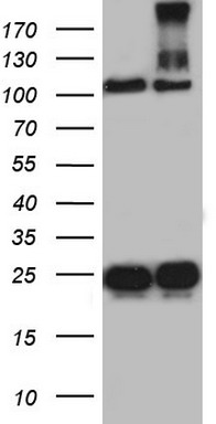 APEX1 Antibody