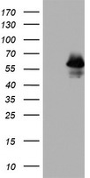 APEX1 Antibody