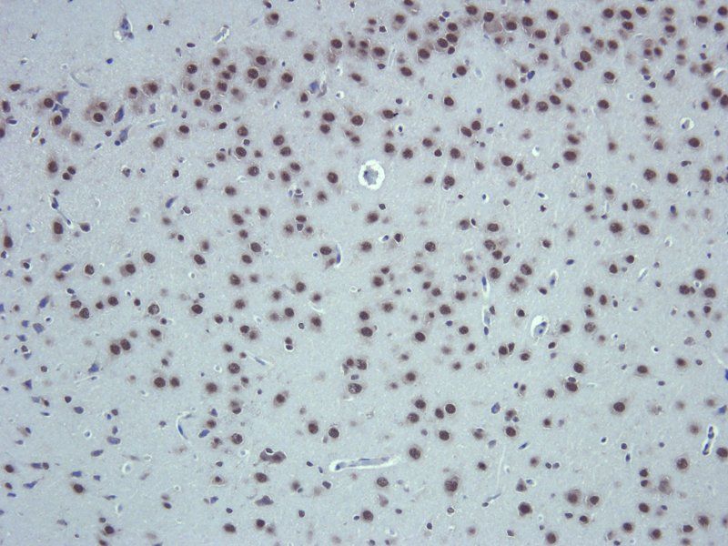 Apelin Rabbit Polyclonal Antibody