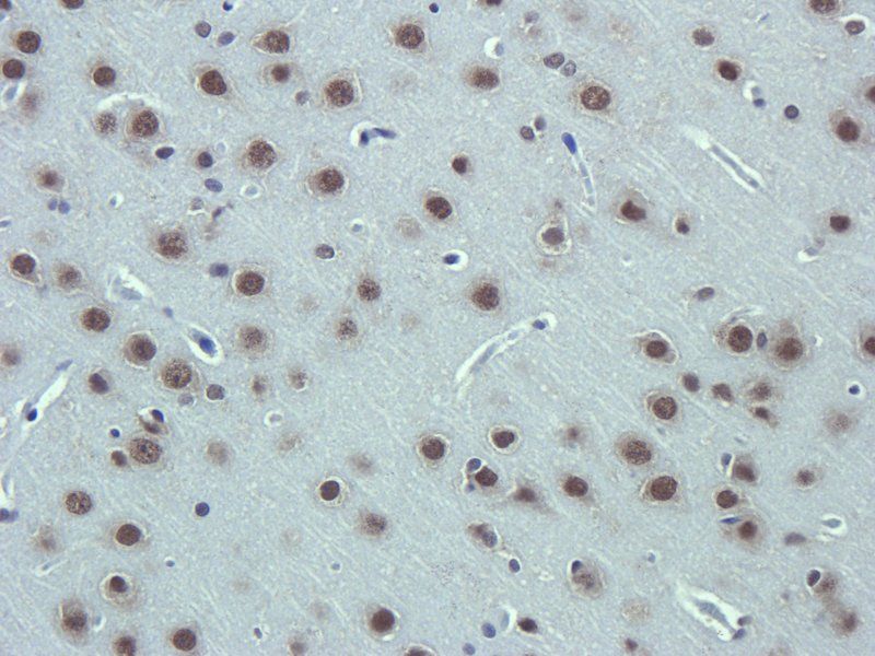 Apelin Rabbit Polyclonal Antibody