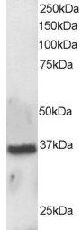 APE1/APEX1 Antibody