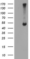 ATG3 Antibody