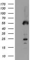 ATG3 Antibody