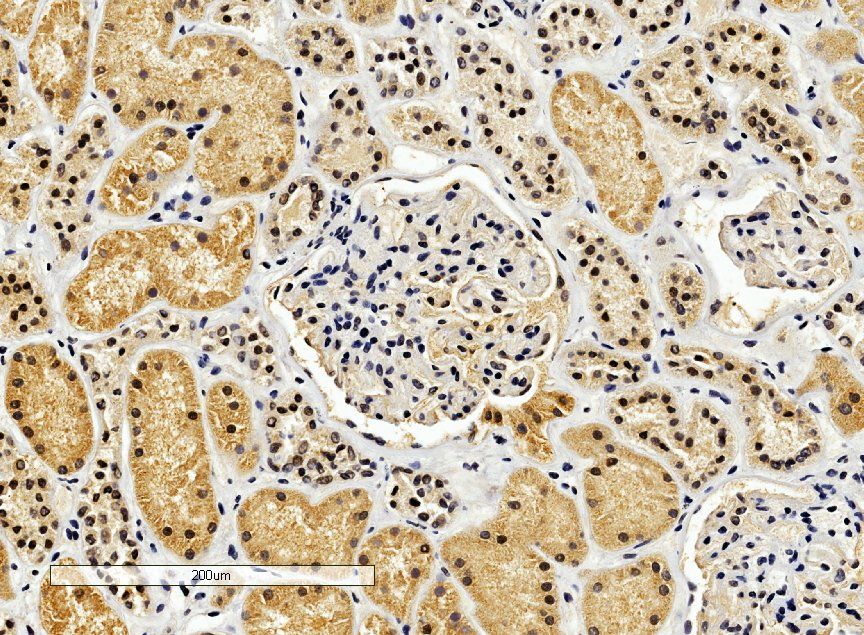 ENOX2/APK1 Antibody