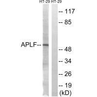 APLF Antibody